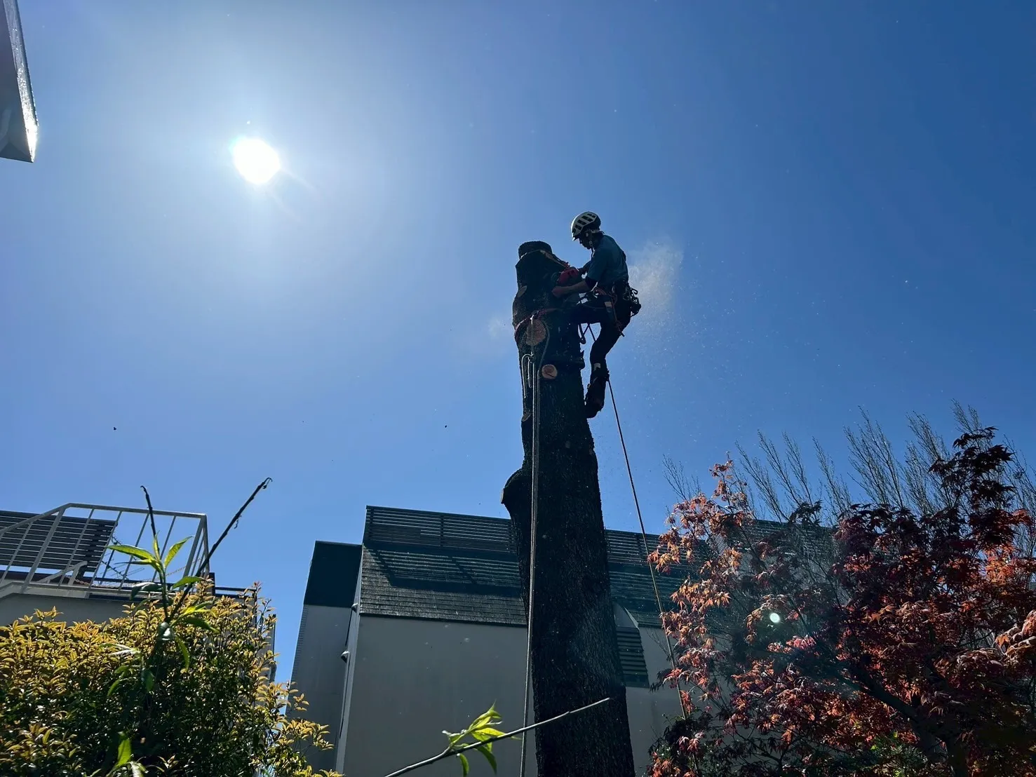 ヒマラヤスギの特殊伐採 目黒区 個人邸