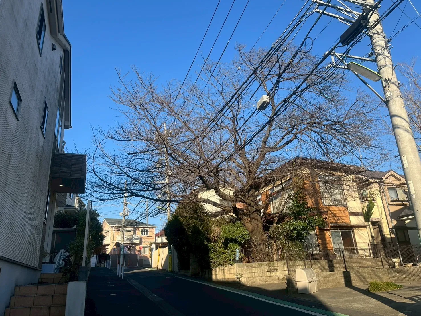 東京都世田谷区 個人邸 電線や住宅に絡んだサクラの特殊伐採