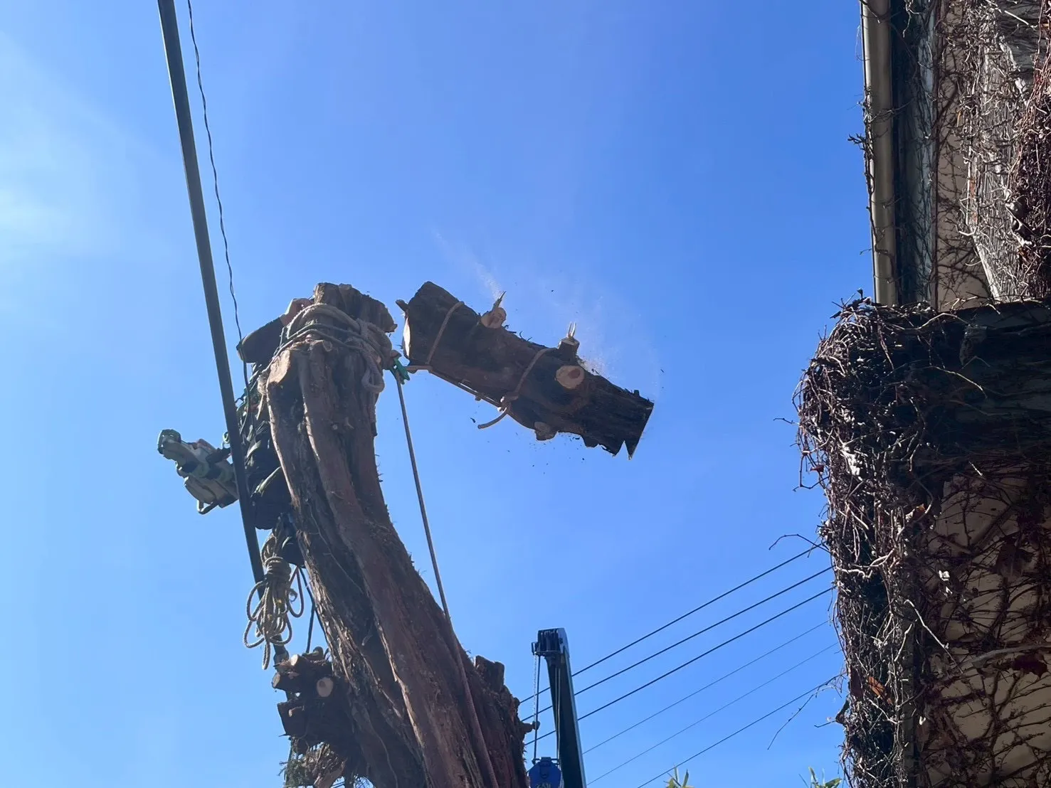 神奈川県川崎市高津区 個人邸 ブロック塀を破壊しているカイズカイブキの特殊伐採、抜根