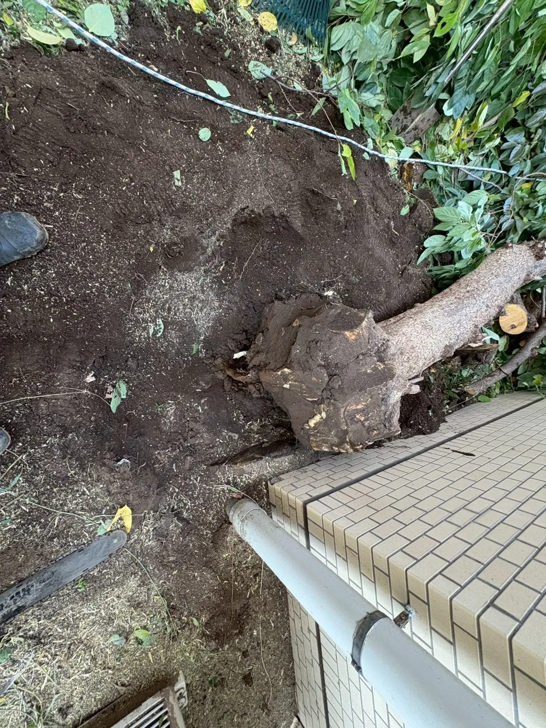 高木伐採、伐根 東京都渋谷区 マンション